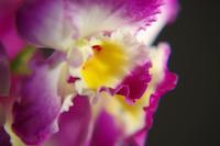 blomma
